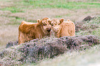 Highland cattles