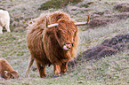 Highland cattle