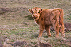 Highland cattle