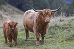 Highland cattle