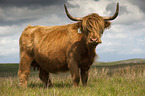 Highland cattle