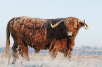 Highland cattle