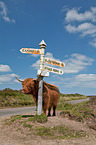 Highland cattle