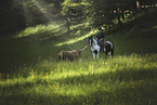 rider and Highland Cattle