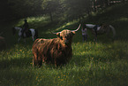 riders and Highland Cattle