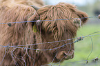 Highland cattle