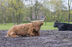 Highland cattle