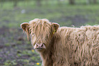 Highland cattle