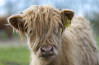 Highland cattle