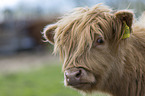 Highland cattle