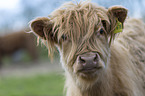 Highland cattle