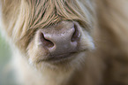 Highland cattle