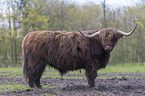 Highland cattle