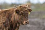 Highland cattle