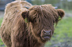 Highland cattle