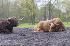 Highland cattle