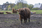 Highland cattle