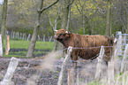 Highland cattle