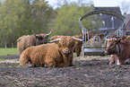 Highland cattle