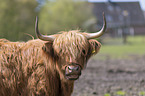 Highland cattle