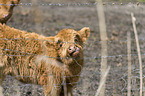 Highland cattle