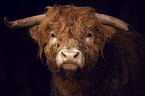 Highland cattle portrait