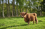 Highland Cattle