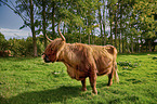 Highland Cattle