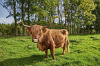 Highland Cattle