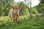 Highland Cattle