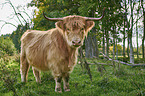 Highland Cattle