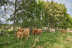 Highland Cattle