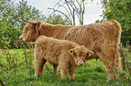 Highland Cattle