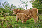 Highland Cattle