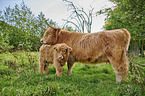 Highland Cattle