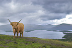 Highland Cattle