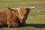 Highland Cattle