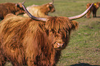 Highland Cattle