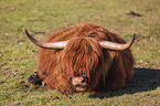 Highland Cattle