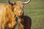 Highland Cattle