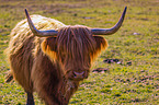 Highland Cattle