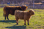 Highland Cattle