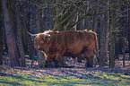 Highland Cattle