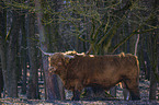 Highland Cattle