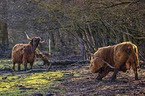 Highland Cattle