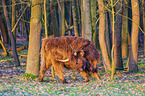 Highland Cattle