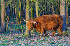 Highland Cattle