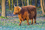 Highland Cattle