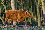 Highland Cattle