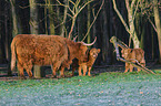 Highland Cattle